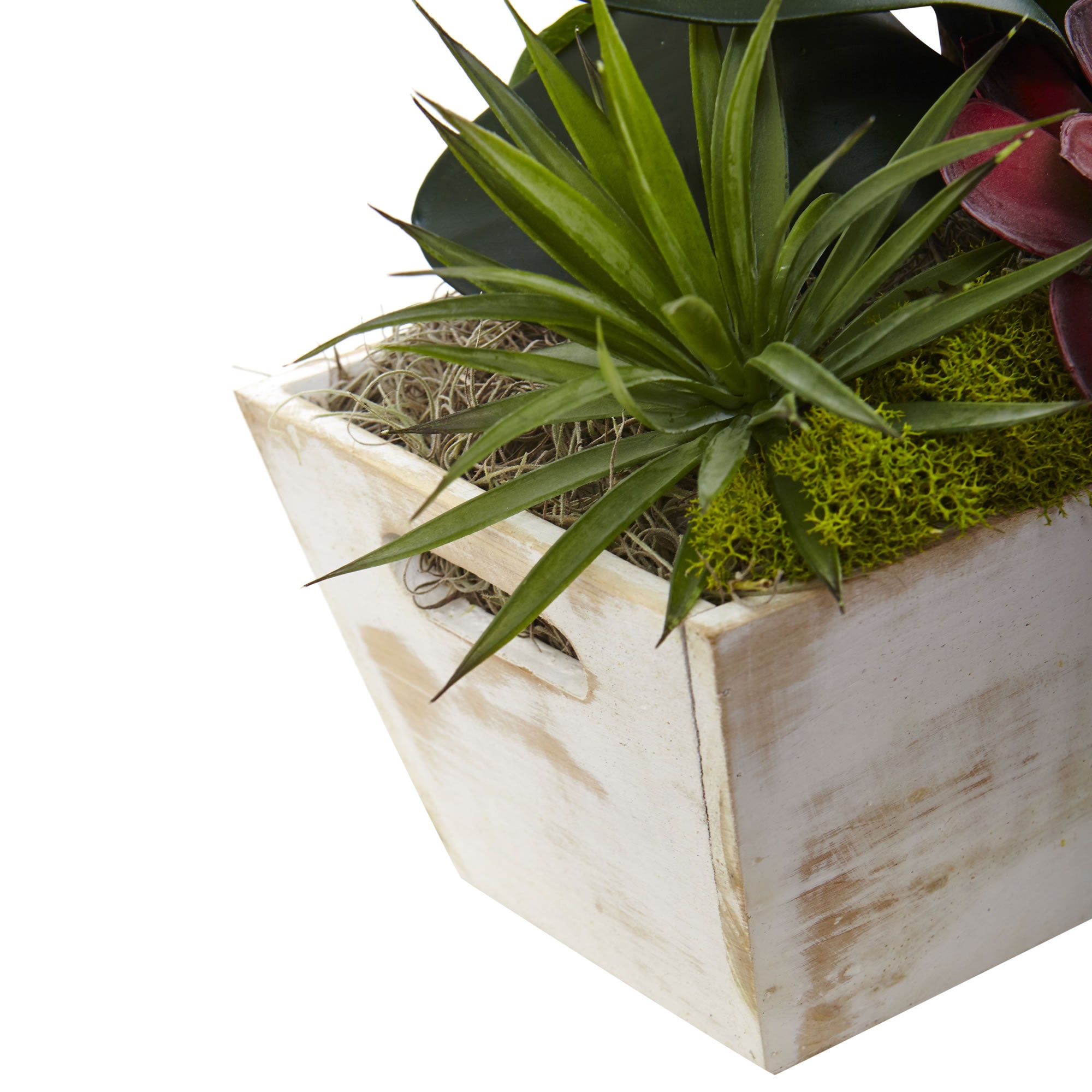 Seasonal Orchid & Succulent Garden with White Wash Planter