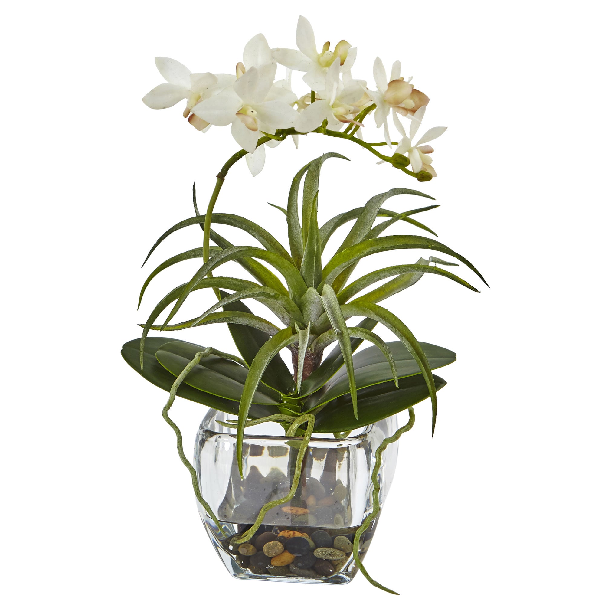Contemporary Orchid and Succulent Arrangement
