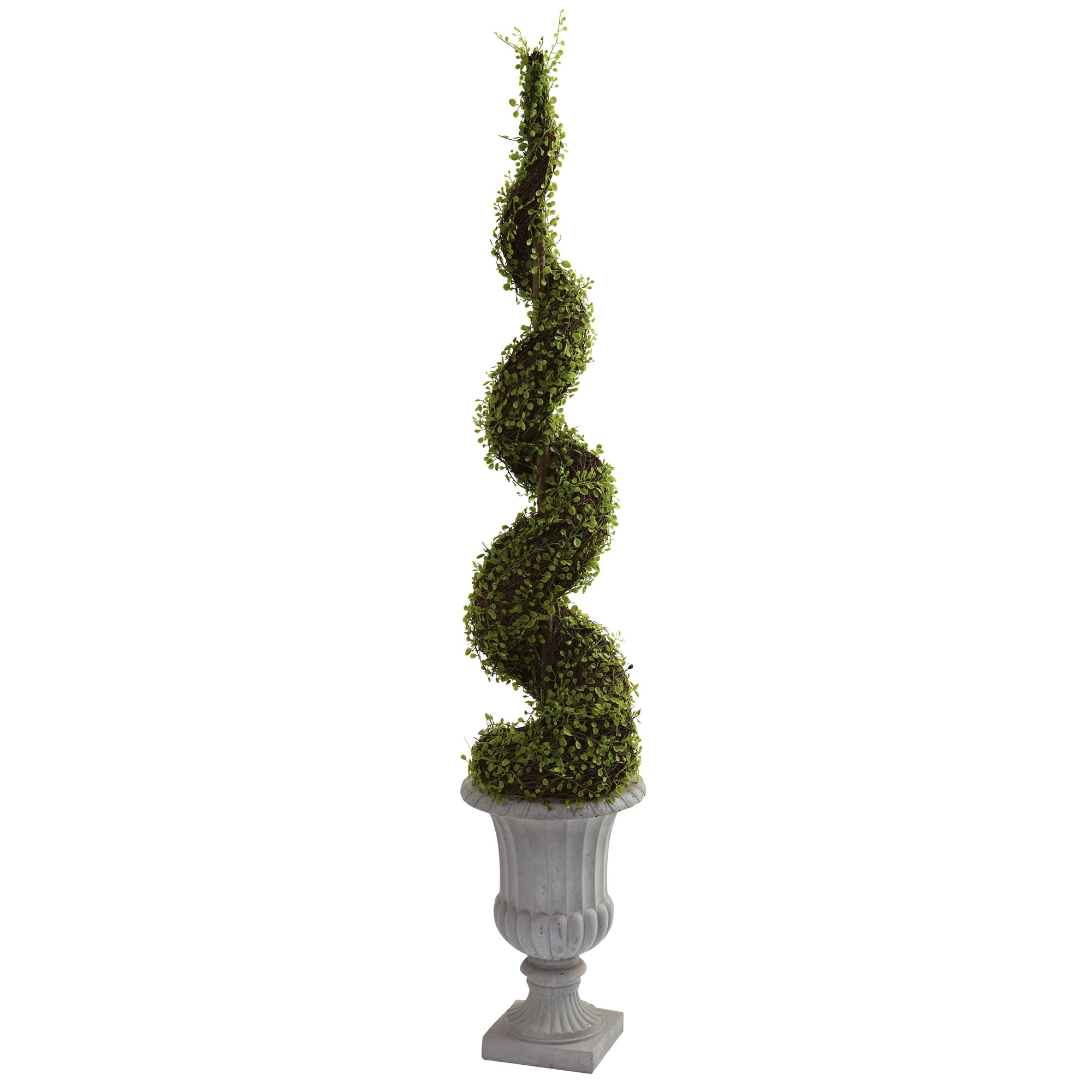 Mohlenbechia Spiral Tree with Decorative Urn