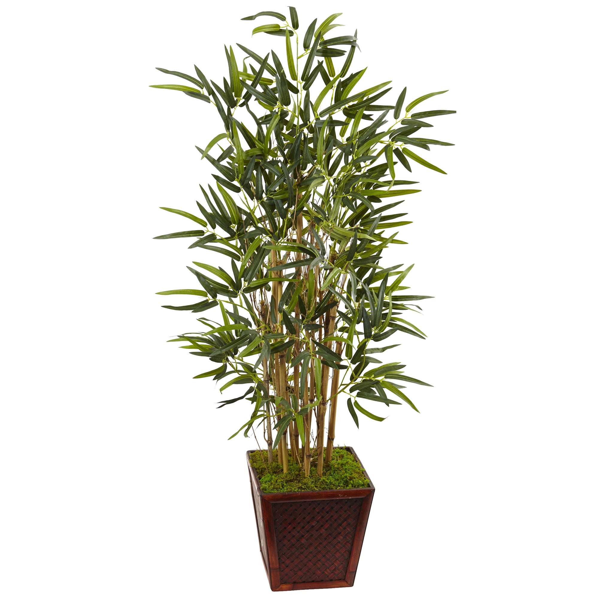 4" Bamboo Tree in Bamboo Square