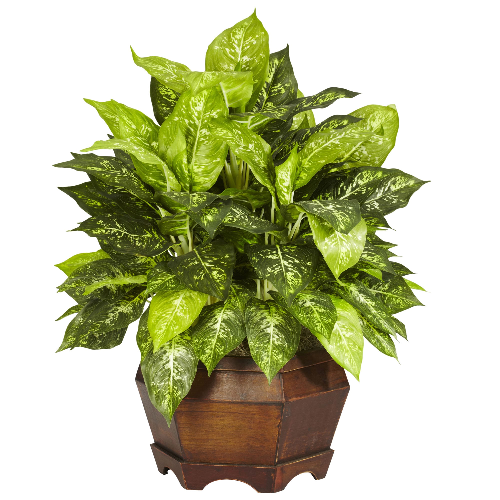 Variegated Dieffenbachia with Large Hexagon Silk Plant